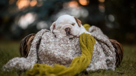 Cozy Bulldog Puppy in Dreamland wallpaper