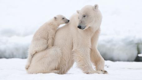 Adorable Polar Bear Family on Snowy Landscape wallpaper