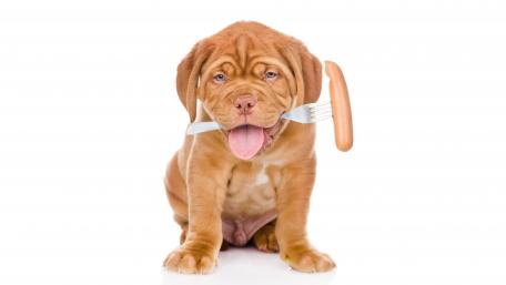 Funny Puppy with a Hot Dog Fork in Its Mouth wallpaper