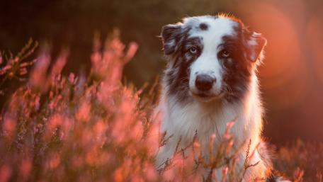 Charming Australian Shepherd Amidst Blooming Flowers wallpaper
