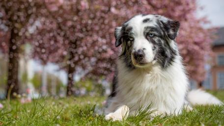 Beautiful Australian Shepherd Surrounded by Blossoming Trees wallpaper