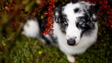 Charming Border Collie Surrounded by Nature wallpaper