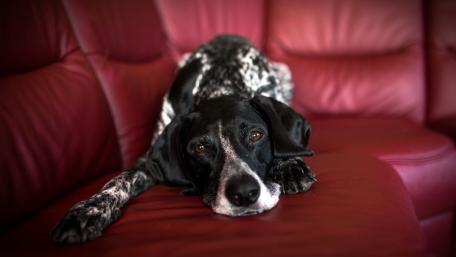 Cozy Moments with a Relaxed Dog on the Sofa wallpaper