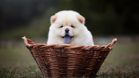 Fluffy Chow Chow Puppy in a Basket wallpaper