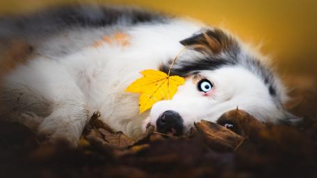 Beautiful Australian Shepherd Surrounded by Autumn Leaves wallpaper