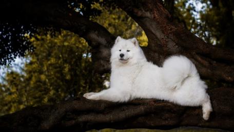 Elegant Samoyed Relaxing in Nature wallpaper