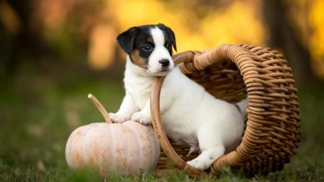 Adorable Jack Russell Terrier Puppy in a Basket with Pumpkin wallpaper