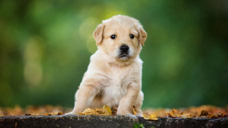 Adorable Golden Retriever Puppy Among Autumn Leaves wallpaper