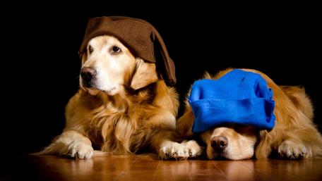 Adorable Golden Retrievers in Playful Hats wallpaper