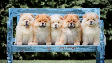 Chow Chow Puppies on a Blue Bench wallpaper
