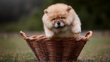 Charming Chow Chow Puppy in Basket wallpaper
