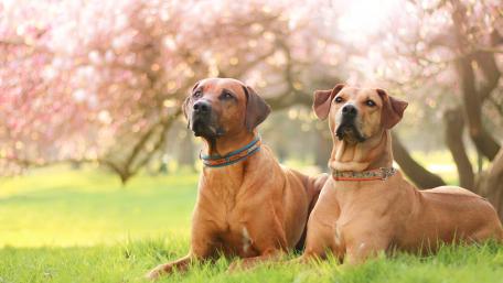Rhodesian Ridgebacks Under Blossom Trees wallpaper