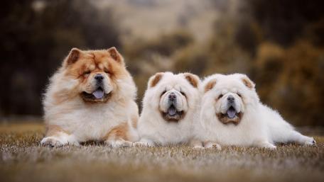 Chow Chow Family Portrait wallpaper