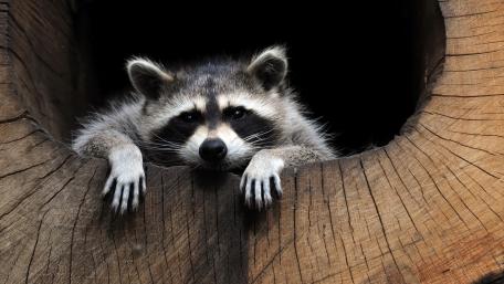 Adorable Raccoon Peeking from a Hollow Tree wallpaper