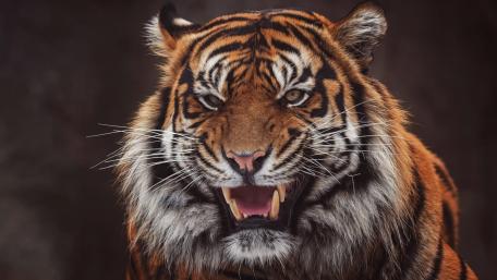 Fierce Majesty of the Tiger wallpaper