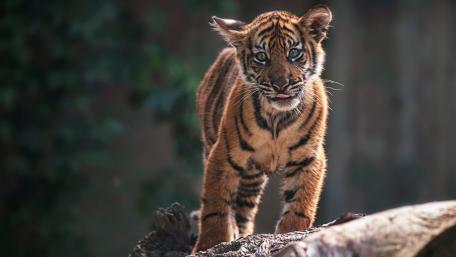 Playful Tiger Cub Exploring Its Environment wallpaper