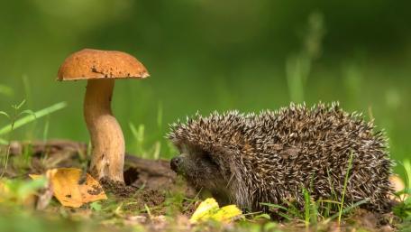 Adorable Hedgehog Under a Mushroom wallpaper