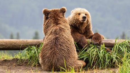 Charming Grizzly Bears Relaxing Together wallpaper
