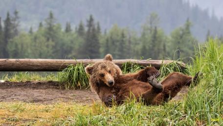 Playful Grizzly Bear Enjoys Nature's Embrace wallpaper