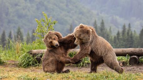 Playful Grizzly Bears in a Natural Setting wallpaper