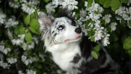 Beautiful Border Collie Surrounded by Blossoms wallpaper