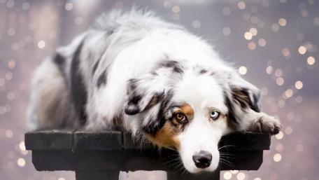Playful Australian Shepherd with Stunning Eyes wallpaper