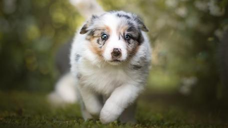 Playful Australian Shepherd Puppy Running in Nature wallpaper