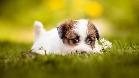 Adorable Jack Russell Terrier Puppy in Blooming Garden wallpaper