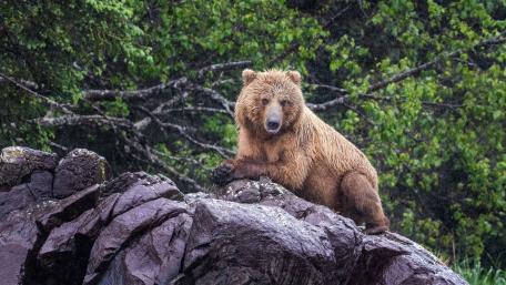Majestic Grizzly Bear in Wilderness Landscape wallpaper