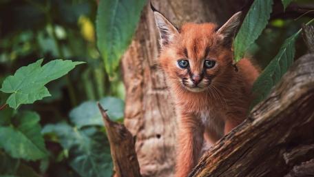 Adorable Caracal Cub Exploring Its Natural Habitat wallpaper