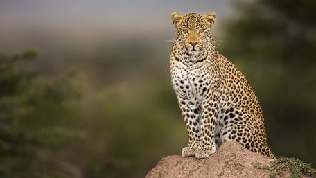 Majestic Leopard in Its Natural Habitat wallpaper