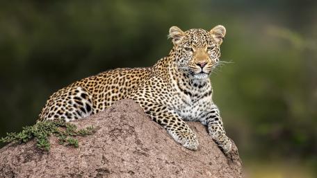 Majestic Leopard Relaxing on a Rock wallpaper