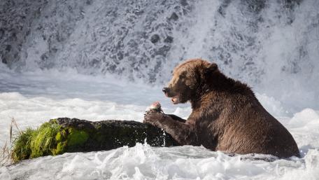 Majestic Grizzly Bear in Nature's Embrace wallpaper
