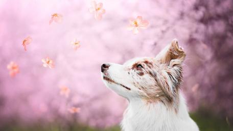 Blossoming Beauty of an Australian Shepherd wallpaper