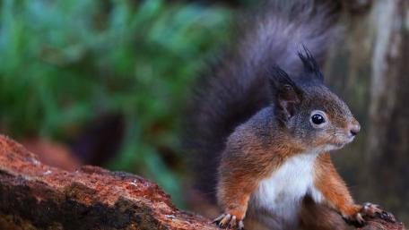 Squirrel Observing Its Surroundings wallpaper
