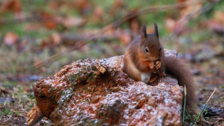Charming Squirrel in Nature's Embrace wallpaper