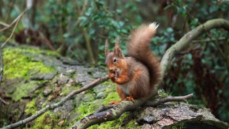 Graceful Squirrel Among Nature’s Beauty wallpaper