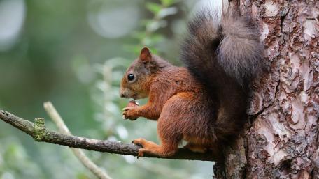Charming Squirrel on a Branch wallpaper