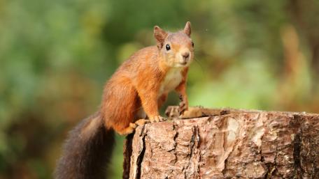 Curious Squirrel on Tree Stump wallpaper
