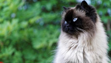 Majestic Ragdoll Cat Portrait wallpaper