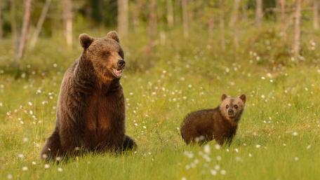 Tender Moments with Bear and Cub wallpaper
