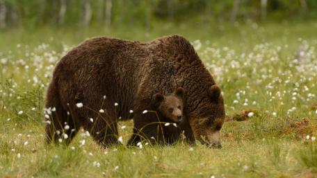 Bears in the Wild Together wallpaper