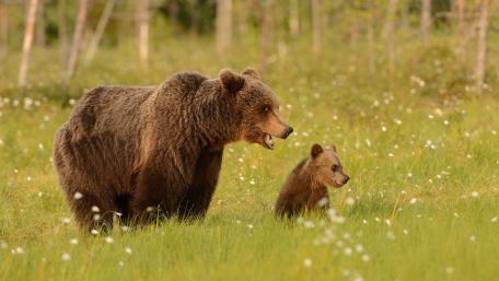 Majestic Bears in Nature Scene wallpaper
