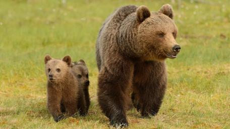 Playful Grizzly Bear Cubs with Their Mother wallpaper