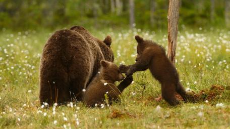 Joyful Grizzly Bear Family Playtime wallpaper