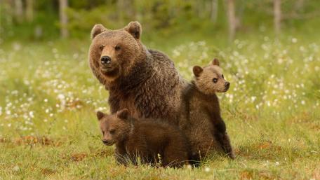 Adorable Grizzly Bear Family in Nature wallpaper
