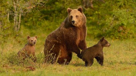 Adorable Grizzly Bear Cubs in Nature's Embrace wallpaper