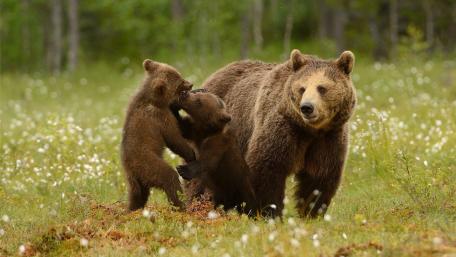 Playful Grizzly Bear Cubs in Nature wallpaper
