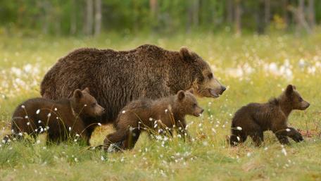 Majestic Mother Bear with Cubs in Nature wallpaper