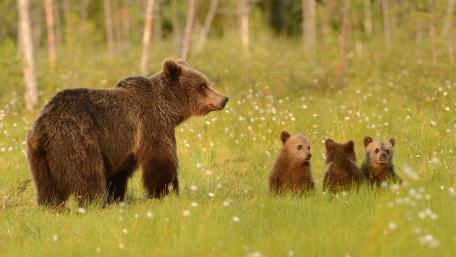 Gentle Bears in a Serene Meadow wallpaper